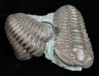 Double Flexicalymene Trilobite From Ohio #11471-2